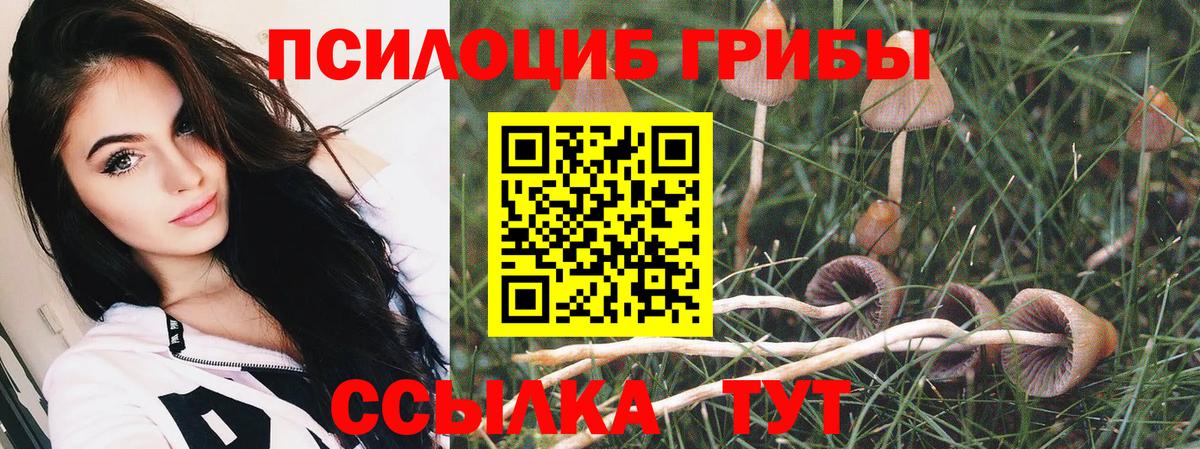 Партизанск  Псилоцибиновые грибы Psilocybine cubensis  Вход с VPN 